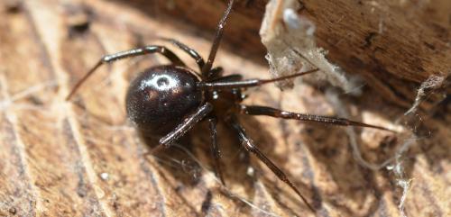 Réf. 343 036 : Steatoda grossa